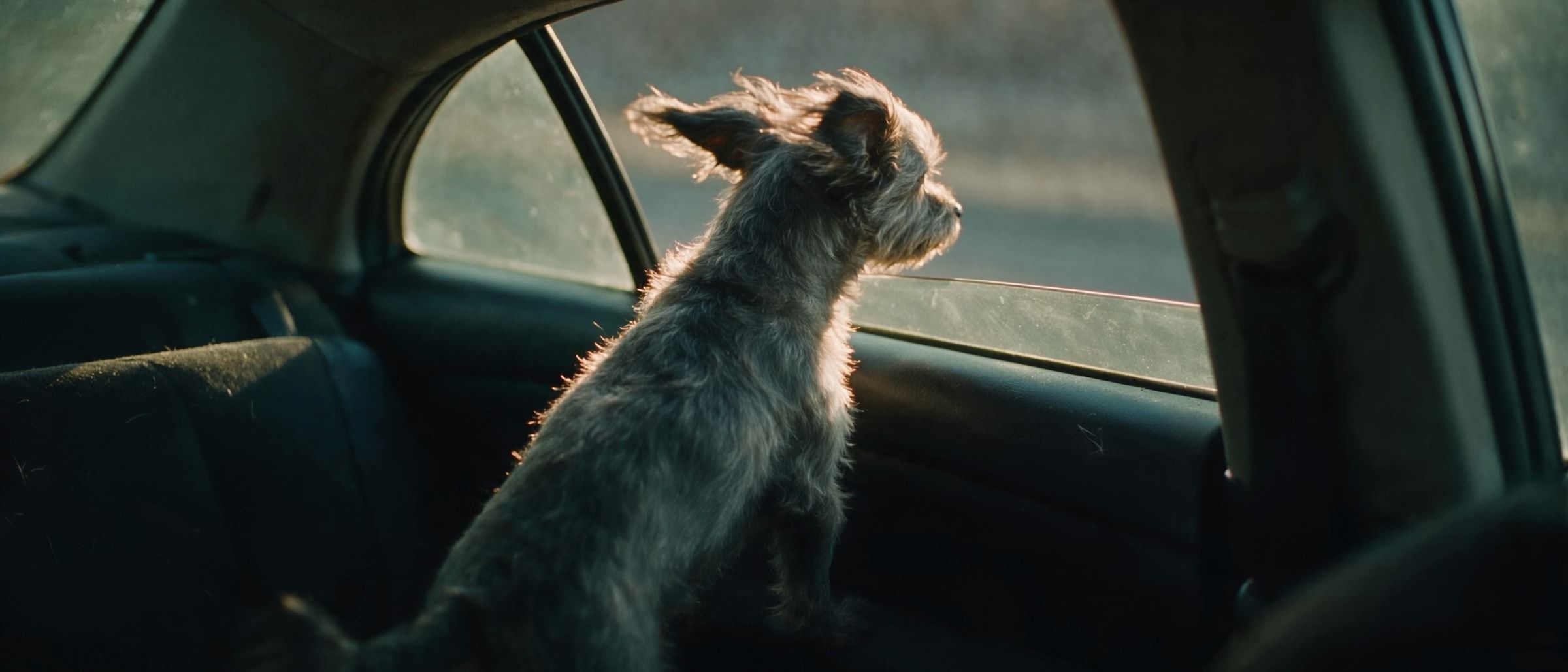 A small wire-haired terrier standing on a car's rear seat with its head at the part-open window, ears lifted in the wind, low sun behind it.